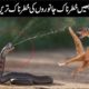 Most Amazing Moments Of Wild Animal Fights - Urdu History Info