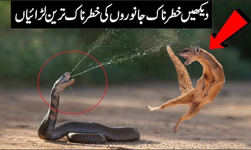 Most Amazing Moments Of Wild Animal Fights - Urdu History Info
