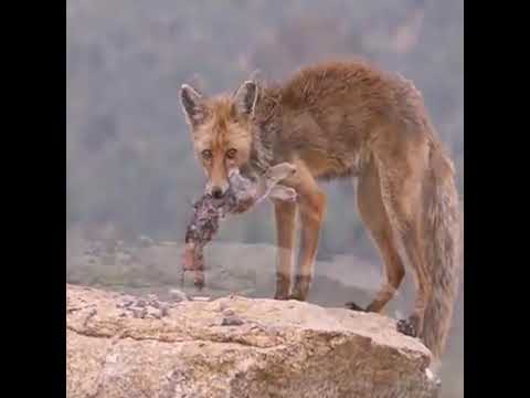 Most Amazing Moments Of Wild Animal Fights...