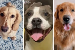 Most Funny Dogs & Cutest Puppies of TikTok Compilation  ~ The Dog Squad