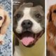 Most Funny Dogs & Cutest Puppies of TikTok Compilation  ~ The Dog Squad