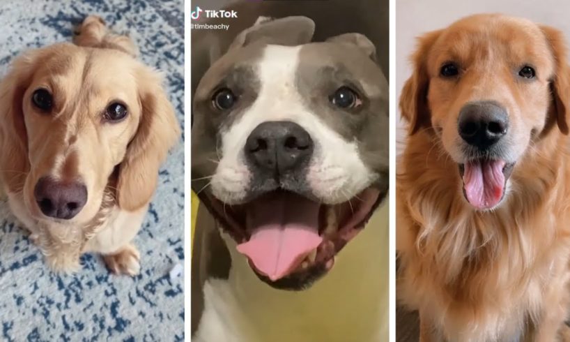 Most Funny Dogs & Cutest Puppies of TikTok Compilation  ~ The Dog Squad