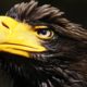 Most Shocking Eagle Attacks Caught on Video - Most Amazing Wild Animal Fights