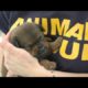 Most inspiring animals rescues||Animals and Pets TV