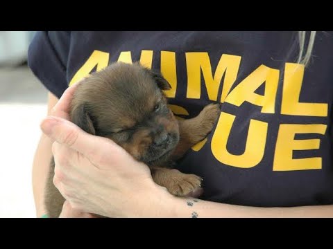 Most inspiring animals rescues||Animals and Pets TV