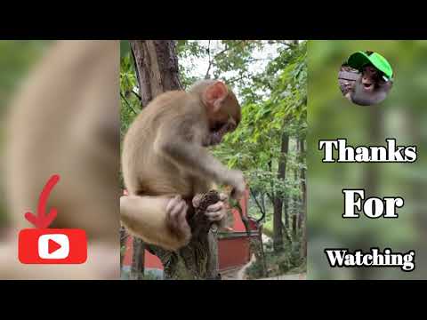 Mother monkey kick baby take Grab/ Funny videos, animals rescue