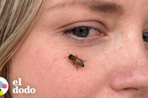 Mujer rescata abejas de un portaaviones | El Dodo