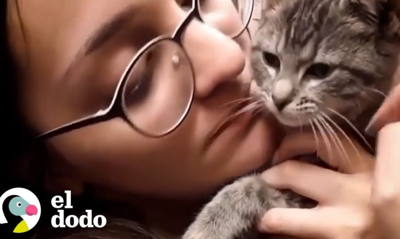 Mujer tiene el plan perfecto para que su mamá adopte a su gatito de paso | El Dodo