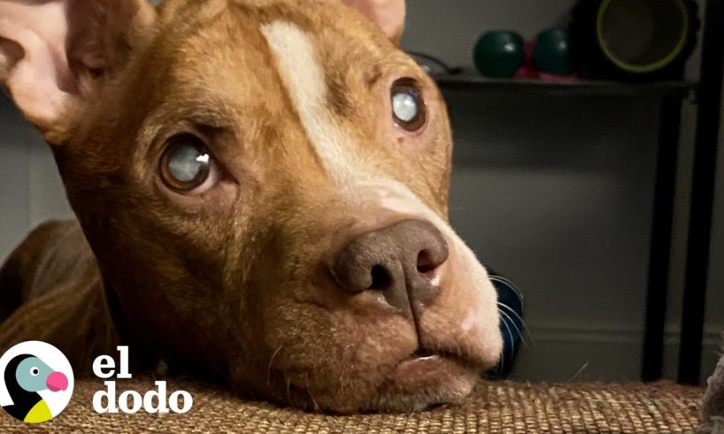 Nadie pensó que esta perrita ciega volvería a ver hasta ... | El Dodo