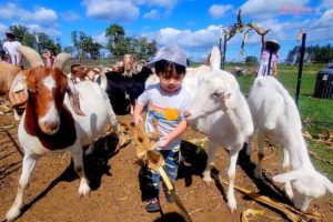 Nathan Playing With Farm Animals