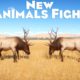 New Animals Fight in Planet Zoo - PLANET ZOO | Planet Zoo Animal Fights