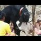 OMG!! Goat Crossing First Time || Super Speedy Bokri crossing || MS Animal's Breeding (Part-16)