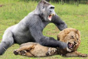 OMG!!! Gorilla Herd Failed To Save Baby Gorilla From Lion Revenge After Lion Cubs Catch By Gorilla