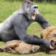 OMG!!! Gorilla Herd Failed To Save Baby Gorilla From Lion Revenge After Lion Cubs Catch By Gorilla