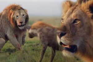 ONE HOUR of Amazing Animal Moments | BBC Earth