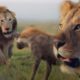 ONE HOUR of Amazing Animal Moments | BBC Earth