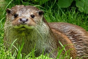 Otter Video 2021| Otter Animal Video | Otter Swimming | Sea otters | Cute Animals | Sea Animals
