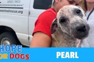 PEARL The Rescued Mangy Foster Dog Found A Furever Home & Hope For Paws Saves The Day Again!