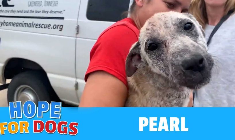 PEARL The Rescued Mangy Foster Dog Found A Furever Home & Hope For Paws Saves The Day Again!