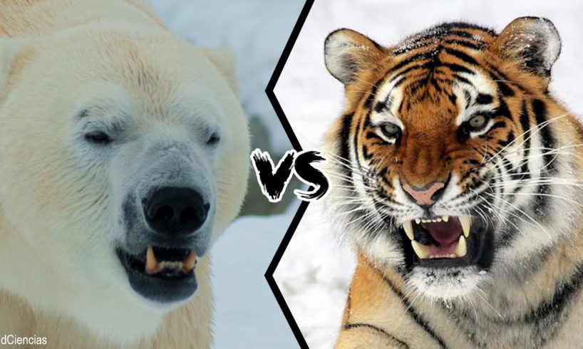 POLAR BEAR VS SIBERIAN TIGER - Who would win a fight?