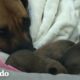 Pareja adopta a esta perra mamá y sus nueve cachorros que tenía debajo de una camioneta | El Dodo