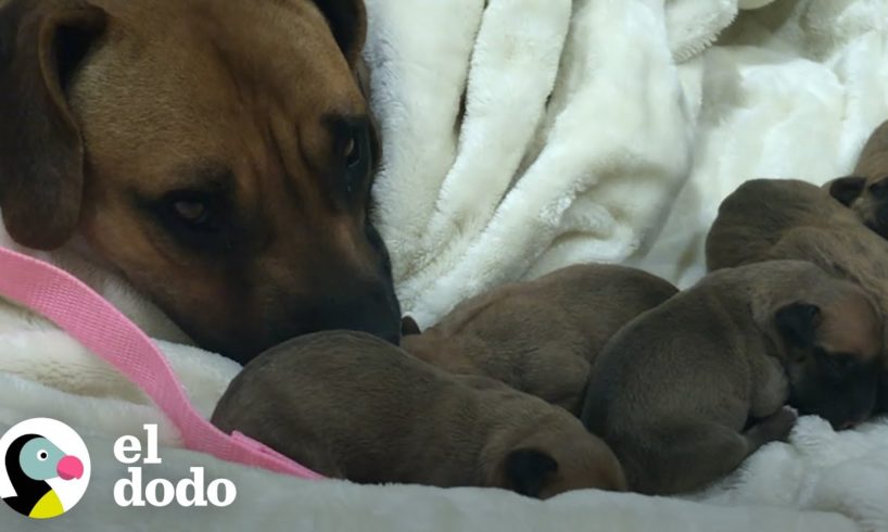 Pareja adopta a esta perra mamá y sus nueve cachorros que tenía debajo de una camioneta | El Dodo