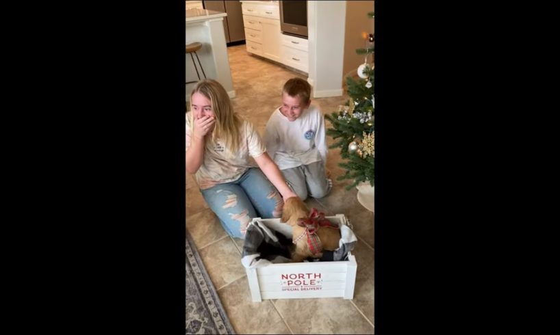 Parents Had The Cutest Puppy Under The Christmas Tree To Surprise Their Kids