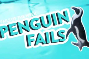 Penguin Fails | Fail Of The Week