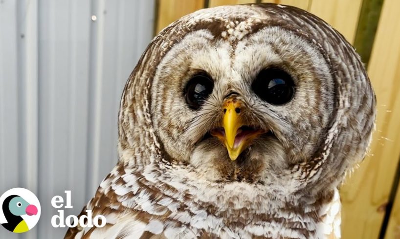 Pequeño búho logra sanar su ala lastimada | El Dodo