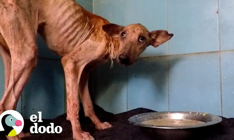 Perrita callejera tenía mucho miedo de socializar con sus rescatistas | El Dodo