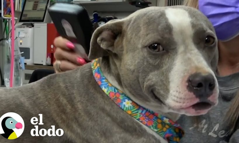 Perrita mamá tiene la sonrisa más grande en su rostro cuando está a punto de dar a luz | El Dodo