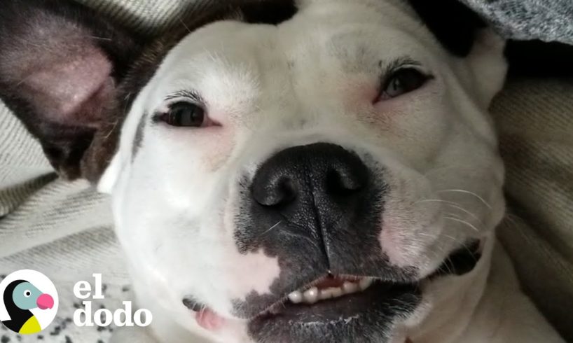Perrita que fue disparada vive como reina | El Dodo