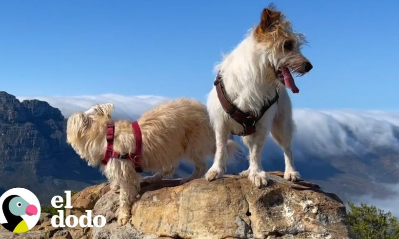 Perrito no soporta a su nueva hermana hasta que... | El Dodo