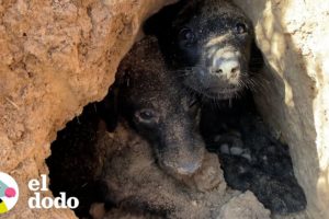 Perritos encontrados bajo tierra tienen que ser escarbados de su escondite  | El Dodo