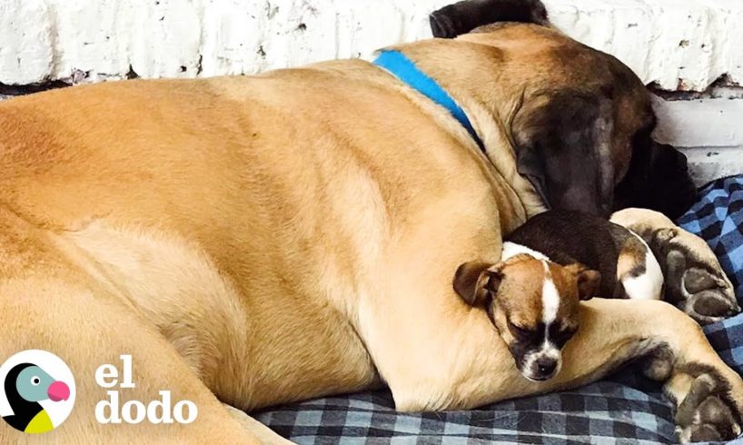 Perro gigante le da todo su amor a su hermanita diminuta | El Dodo