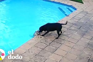 Perro héroe salva a su pequeño mejor amigo de ahogarse | El Dodo