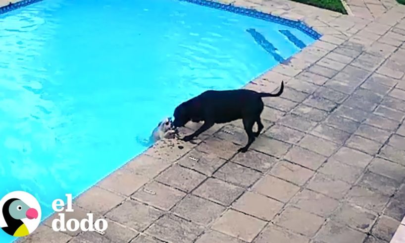 Perro héroe salva a su pequeño mejor amigo de ahogarse | El Dodo