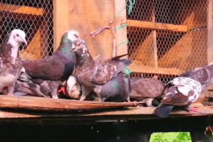 Pet Pigeons Are Eating Together - Beautiful Pigeons Playing - Pigeons Feeding - Animals Around BD