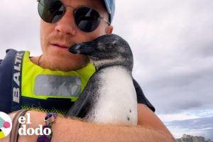 Pingüino salta en kayak para pedir ayuda | El Dodo