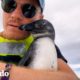 Pingüino salta en kayak para pedir ayuda | El Dodo