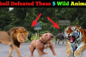 Pitbull Defeated These 5 Wild Animal in past Fight  [in Hindi] | pitbull vs wild animal Real Fight