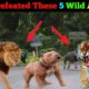 Pitbull Defeated These 5 Wild Animal in past Fight  [in Hindi] | pitbull vs wild animal Real Fight