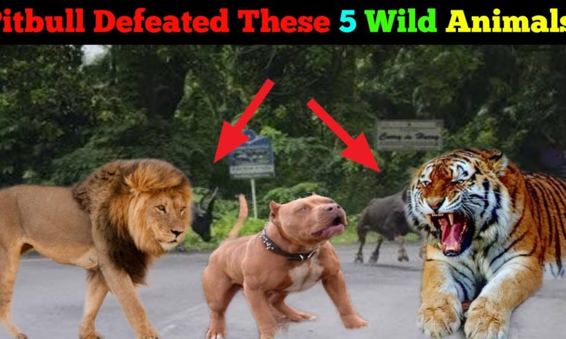 Pitbull Defeated These 5 Wild Animal in past Fight  [in Hindi] | pitbull vs wild animal Real Fight