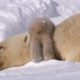 Polar Bear Cubs Taking Their First Steps | Planet Earth | BBC Earth