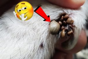 Poor Animal Rescue ||  Removing Thousand Ticks From Dog's Leg #9