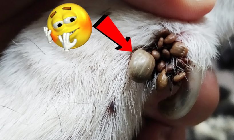 Poor Animal Rescue ||  Removing Thousand Ticks From Dog's Leg #9