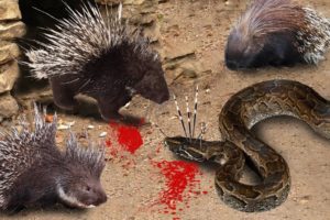 Porcupine Too Danger -  Porcupine vs Python Fight For Survival - Amazing Wild Animals Attack