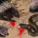 Porcupine Too Danger -  Porcupine vs Python Fight For Survival - Amazing Wild Animals Attack