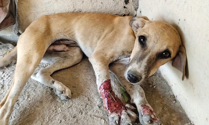 Puppy's paw was crushed and degloved, but when he healed, he sang!