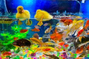 Put The Fish In The Tank - Baby Cute Animals Video - DIY Aquarium - GoldFish Snakehead Duck Betta